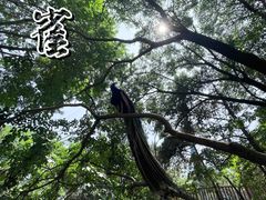 -燕塞湖鸟语林景区