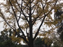 -昆山城市生态森林公园