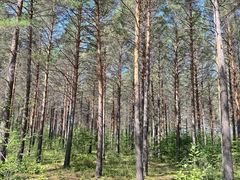 -北极村旅游风景区