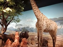 -陕西自然博物馆