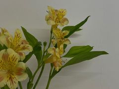 -素咫咖啡CLIFEROSE(新安店)