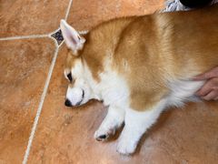 -柯斗斗主题餐厅·狗咖·围炉煮茶·茶饮(国瑞升平里店)