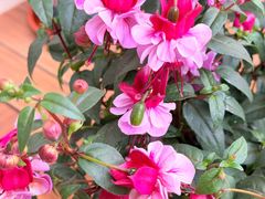 -双季花艺园艺市场(浦东店)