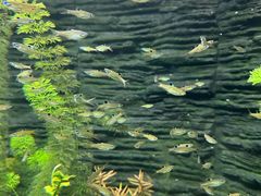 -上海海洋水族馆