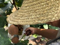 -马陆小张葡萄园农家乐