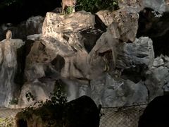-清迈夜间动物园
