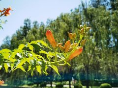 -元大都城垣遗址公园