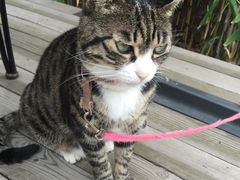 猫-海边的猫和咖啡馆
