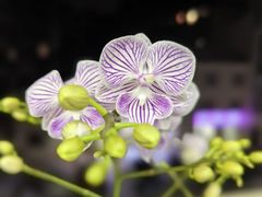 -曦辰书院·书法篆刻