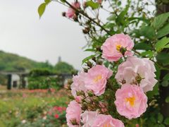 -龙寺生态园