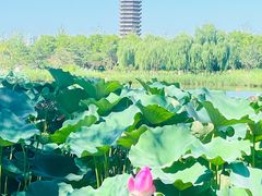 -西海子公园