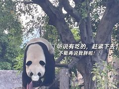 -灵玲国际马戏城