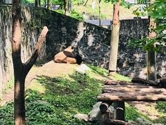 -都江堰中华大熊猫苑