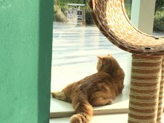 -飞行喵MR PILOT|猫舍·猫咖(静安大融城店)