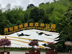 -西双版纳原始森林公园