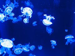 -成都浩海立方海洋公园