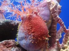 -上海海洋水族馆