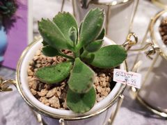 -Olé精品超市(上海虹桥南丰城店)