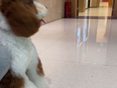 -帕帕拉兹宠物(亚洲旗舰店)