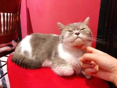 -猫色咖啡·猫咖
