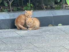 -瑞派申生动物医院·24H夜诊·国际动物医疗中心·骨外科(吴中路店)