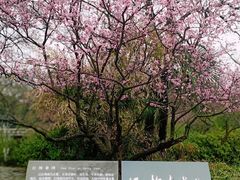 -红梅公园