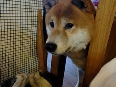 -萌喵咖啡屋(人民东路4号口M16商铺店)