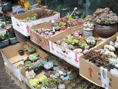 -曲阳花鸟市场(曲阳路店)