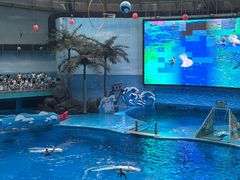-海合安成都极地海洋公园