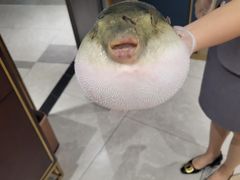 -鲐赏河豚(长寿店)