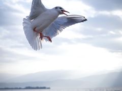 -西昌邛海湿地