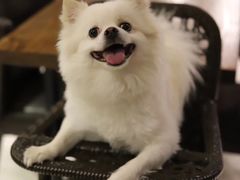 -百好乐宠物友好餐厅(朝外大街店)