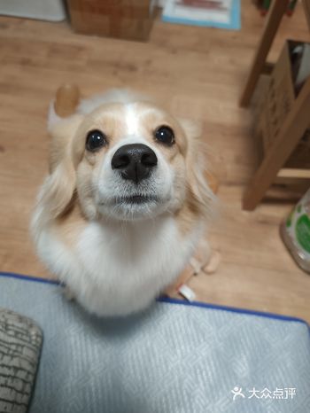 猫为啥“扭屁股” 小猫咪猛扑之前，为什么要扭屁股