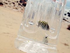 -西涌国际滨海旅游区