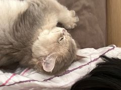 -momokira米努特·德文卷毛猫·棉花面纱犬