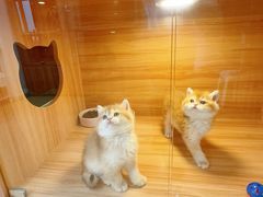 -猫十亿·布偶金渐层·曼基康矮脚猫舍(青年路店)