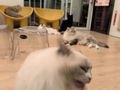 -有喵·猫咖·狗咖·30几只猫10只小狗(岗厦店)