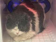 -FAELING PETS美天灵宠物(富力广场店)