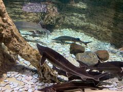 -迪拜水族馆及水下动物园