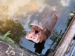-海南热带野生动植物园