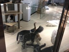 -momokira米努特·德文卷毛猫·棉花面纱犬