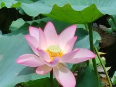 -荔湾湖公园