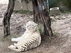 -上海野生动物园