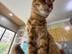 -爱侣宠医·鹦鹉专科·小型哺乳类·异宠专科(灵石路店)