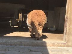-东泉假日温泉酒店-悦荷轩餐厅