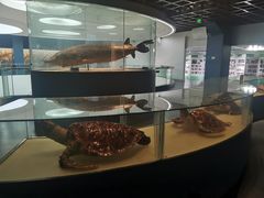 -昆明动物博物馆