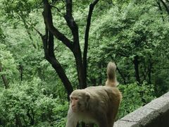-黔灵山公园