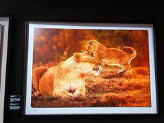 -罗红摄影艺术馆