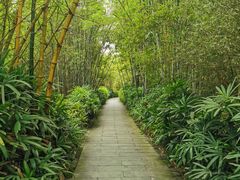 -大屏嶂森林公园