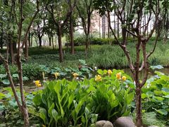 -陈家山荷花公园